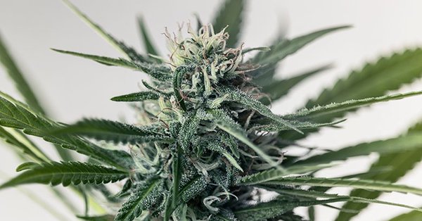 high-potency marijuana