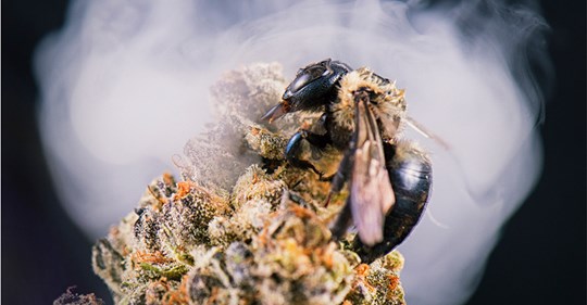 Bees Love Weed